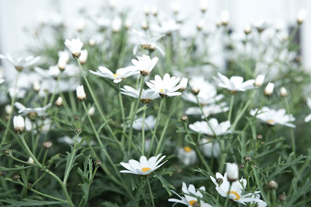 pexels-solliefoto-273927 Symbolbild für Pflanzenheilkunde Phytotherapie Heilpflanzen