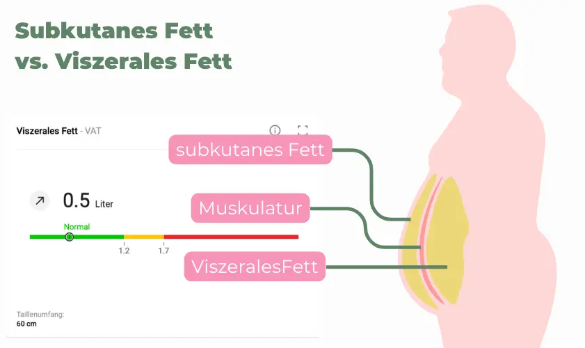 Schaubild - Subkutanes Fett liegt unter der Haut, darunter folgt Muskulatur. Viszerales Fett liegt darunter - um die Organe herum