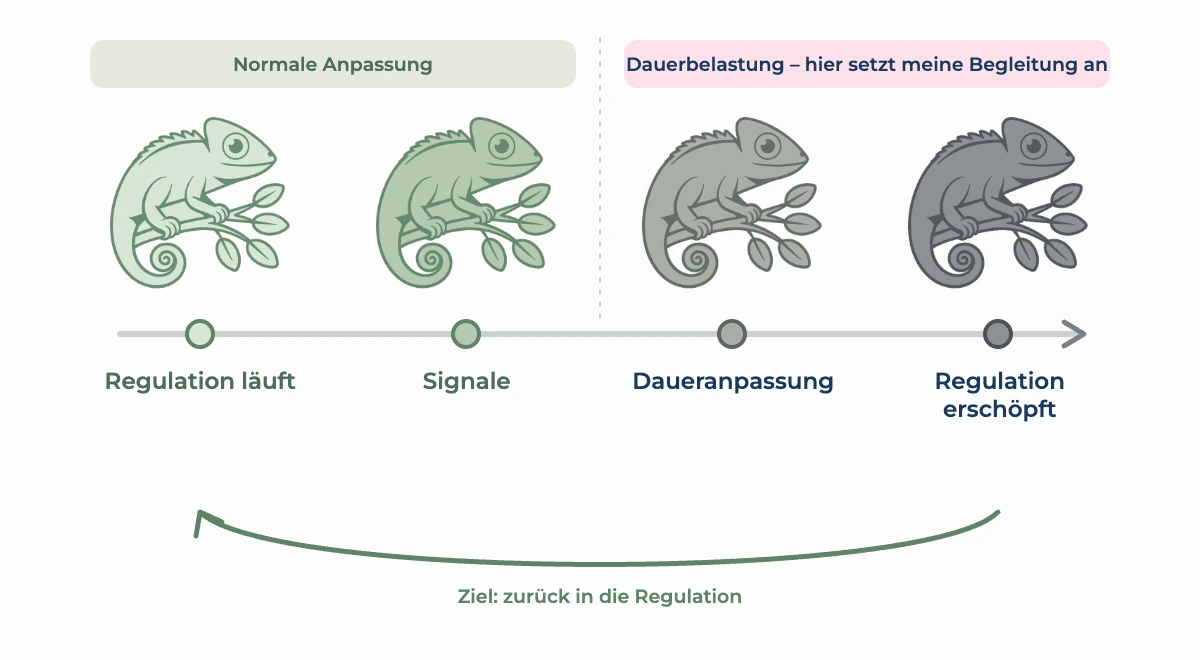 Vier Chamäleons, deren Farbe sich von frischem Grün zu Grau verändert. Die Stufen heißen Regulation läuft, Signale, Daueranpassung und Regulation erschöpft. Ein Pfeil führt zurück in die Regulation.