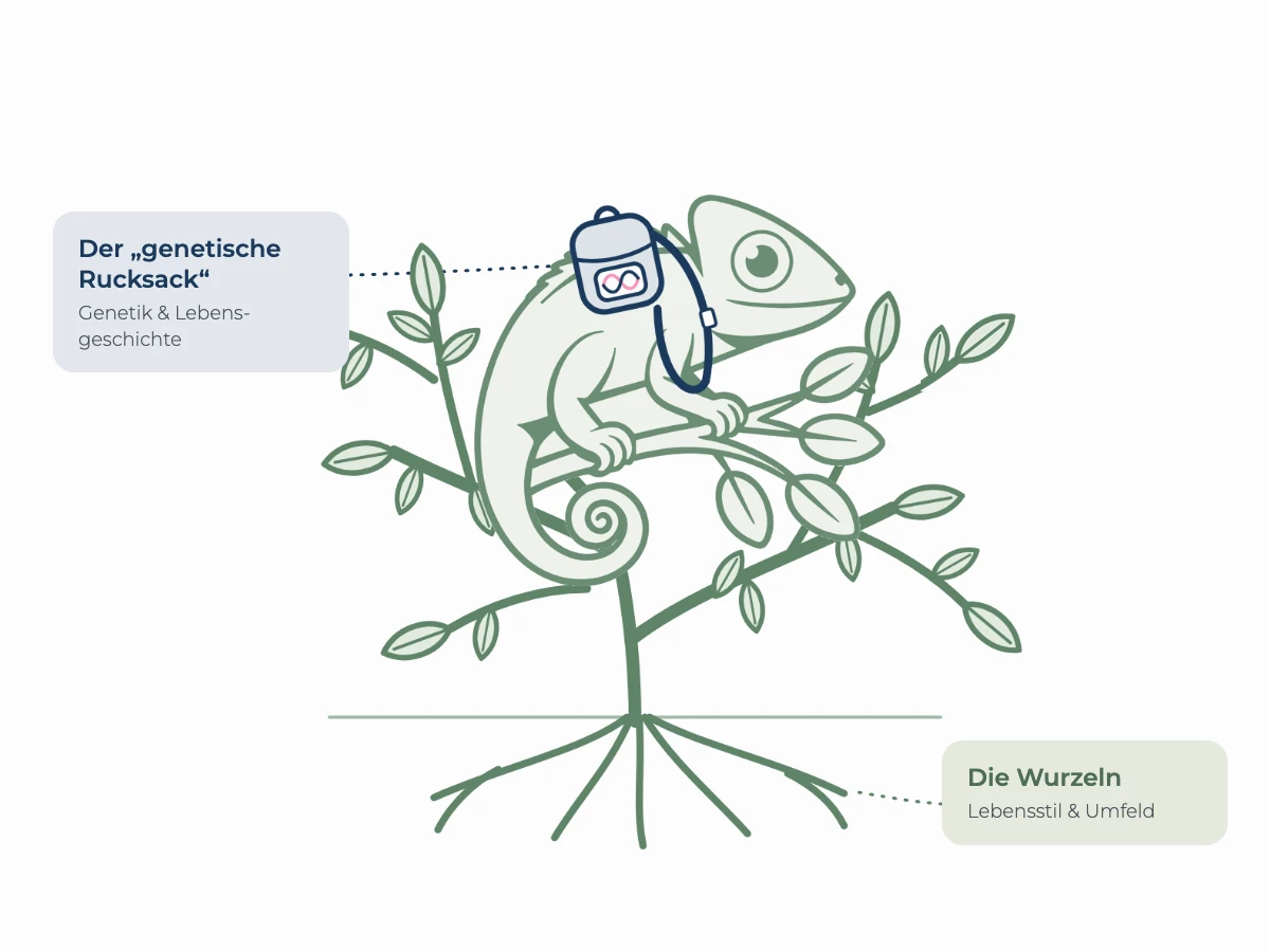 Illustration eines Chamäleons mit Rucksack, das in einem Strauch mit sichtbaren Wurzeln sitzt. Beschriftet sind der „genetische Rucksack“ und die Wurzeln